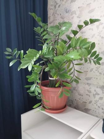 Растение Замиокулькас