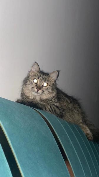 сибирская кошка