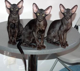 Чёрные Эбони КОТЯТА. Ориенталы! БРОНЬ !
