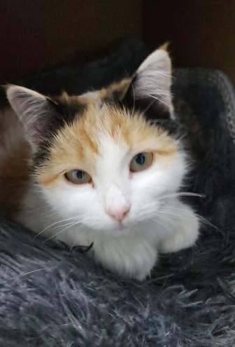 Кошка трехцветная