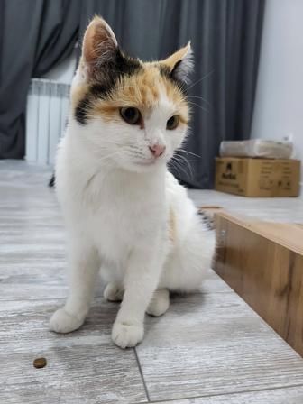 Кошка трехцветная