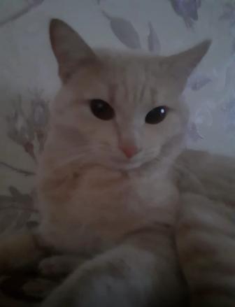 Кошка