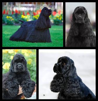 Щенки Американского кокер спаниеля