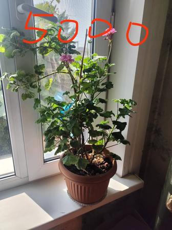 Комнатные растения герань вьющаяся,денежное дерево