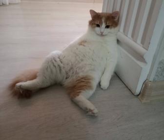 Отдам кота в очень добрые руки