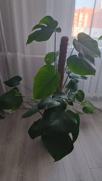 Монстера борзига