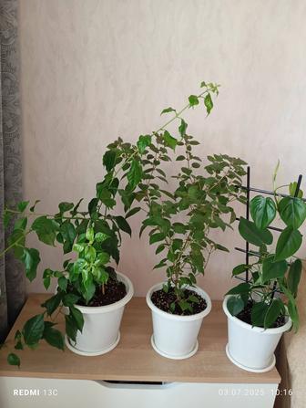 Продам комнатные растения