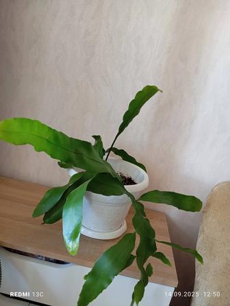 Продам комнатные растения