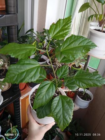 Продам комнатные растения