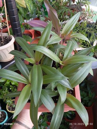 Продам комнатные растения