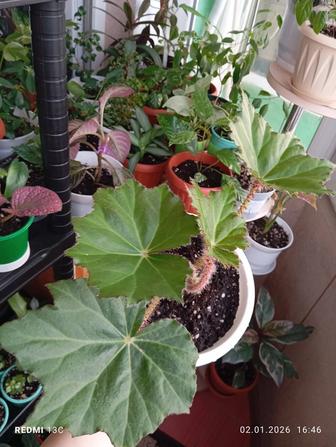 Продам комнатные растения