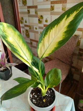 Диффенбахия продам