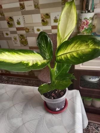 Диффенбахия продам