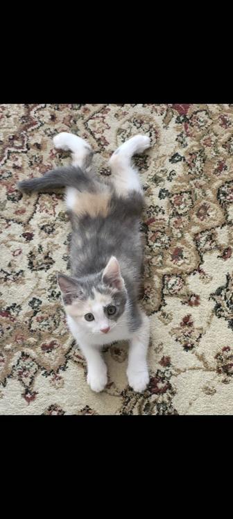 Отдам в добрые руки котенка 2месяца самостоятельную,игровую.