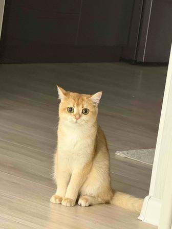 Продается кошка родословная