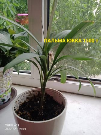Комнатные цветы
