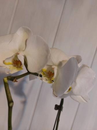 Орхидея.Караганда