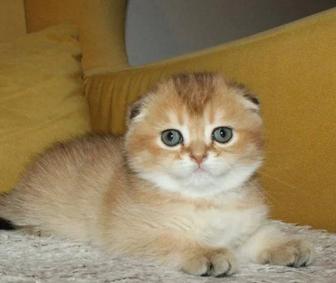 Шиншилла золото вислоушки