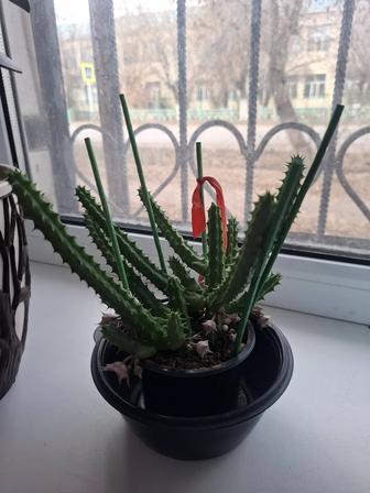 Комнатные цветы