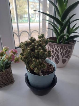 Комнатные цветы