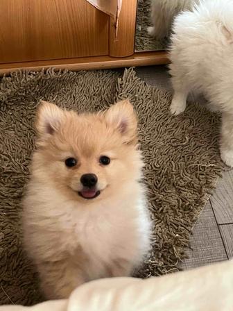 Шпиц- щенки