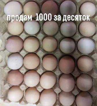 Свежие,домашние яйца