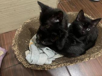 Отдам котят в хорошие руки