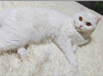 Продам кошку