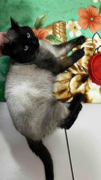 Отдам котика в добрые руки