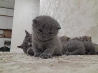 Вислоухие британские котята