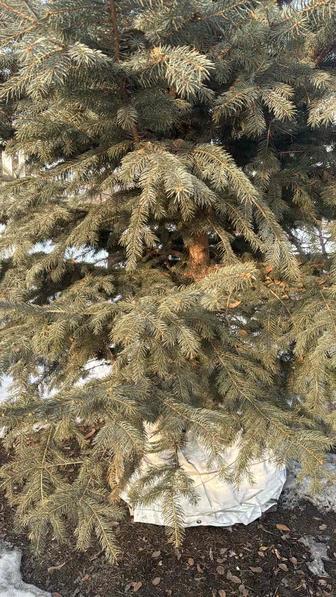 Голубые ели