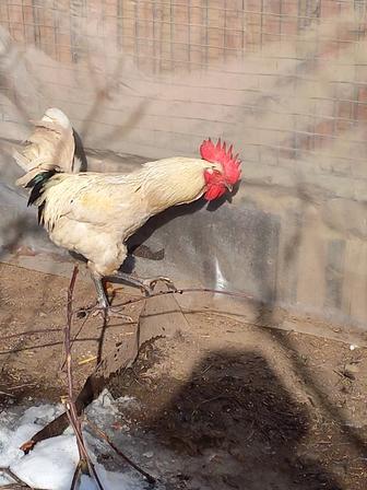 Продам петуха бресс гальская