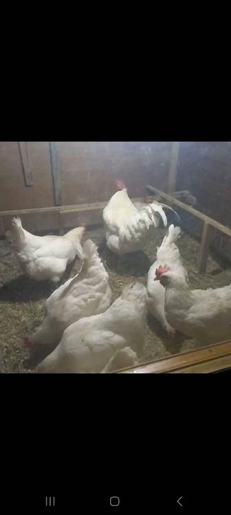 Продам петуха бресс гальская