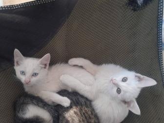 Котята