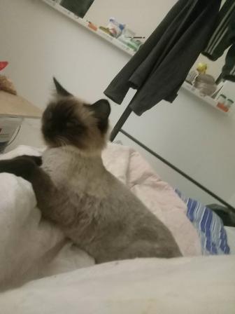 Потерялся кошка