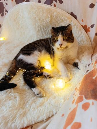 Кот котик котенок в добрые руки