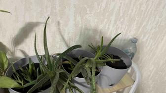 Цветы и растения