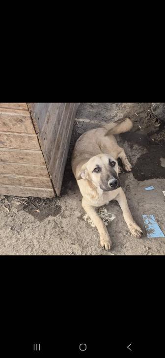 Отдам собаку в добрые руки