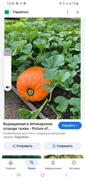 Асқабақ көшеті бар