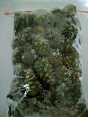 Замороженные молодые сосновые шишки