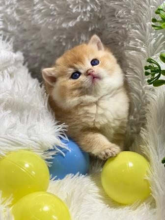 Шиншилловые британцы