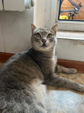 Кошка в добрые руки