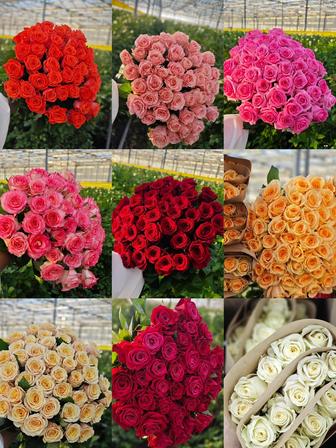 Розы продажа от пачки в пачке по 15 штук