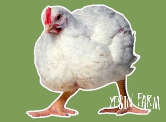 Арбор Айкресс инкубационные яйца бройлерные куры фермерский выбор