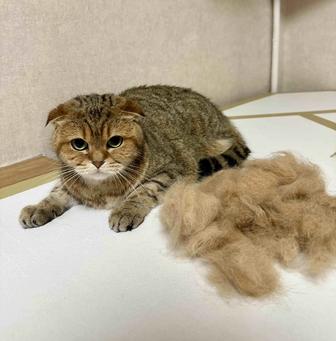 Груминг котов в районе Сарыарка