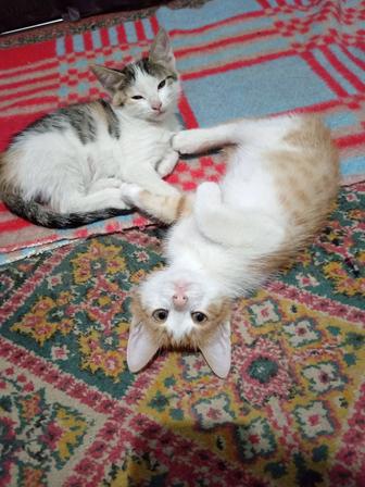 Отдам котят в добрые руки