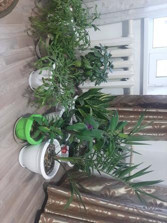 Продам комнатные растения для офиса