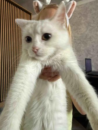 Кошечка умная , добрая