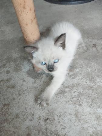 Котята Мама кошка Русская голубая