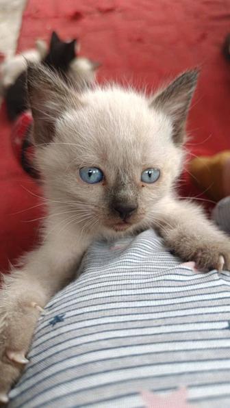 Котята Мама Русская голубая